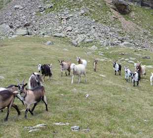 Freilaufende Ziegenherde mit adoptiertem Schaf am Haslgruber