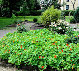 Impressionen aus dem Interkulturellen Garten