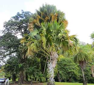Baum im Botanical Garden