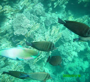 Fische am Riff