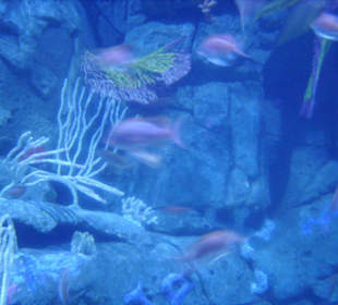 Oceanarium