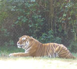Fenster und Türen beim PKW geschlossen halten