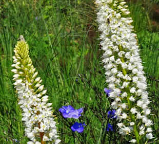 Spaziergang durch den Berggarten Hannover