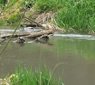 Eiszeitpfad - Burgfelsenpfad