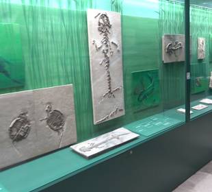 Staatliches Naturkunde Museum