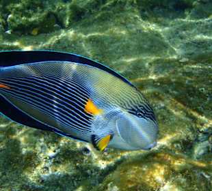 Sohal-Doktorfisch am Hausriff