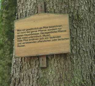 Wanderweg Hochgehwachsen