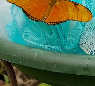 Schmetterlingsgarten