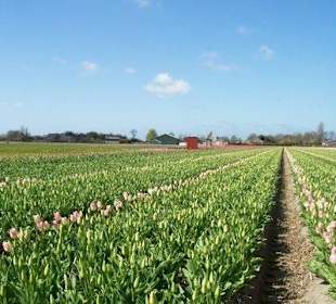 Tulpen velden