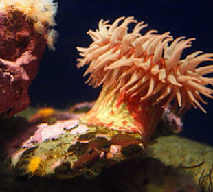 Monterey Bay Aquarium