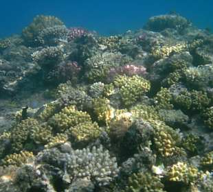 Korallen im Hausriff