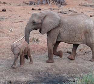 Elefantendame mit Baby in Amboseli