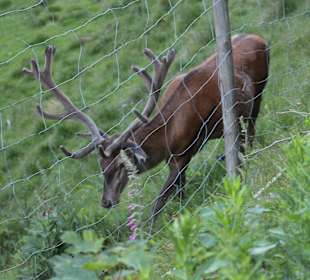 Rundwanderweg Baiersbronn
