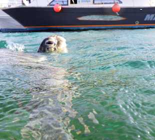 Schnorcheln Abu Soma