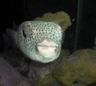 Kugelfisch