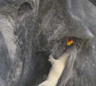 Ox pecker - funny bird