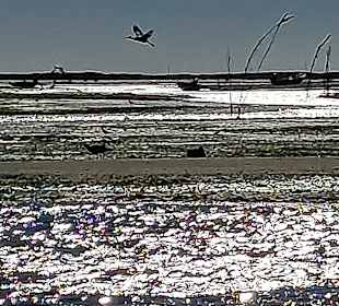 Bootstour Ria Formosa