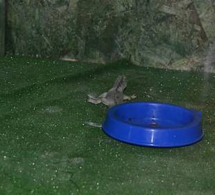 Aquarium/Terrarium Umag