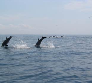 Delphine im Golf von Cariaco