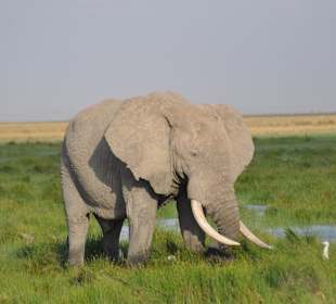 Amboseli National Park 