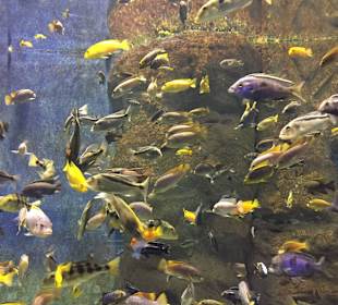 Afrykarium Zoo Wrocław