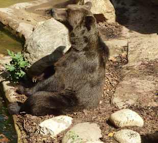 Braunbär guckt zu den Besuchern