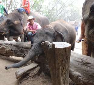 Elephantencamp