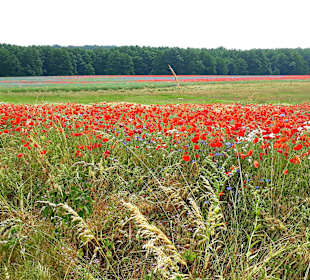 InselTours Usedom