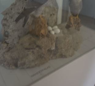 Museum Rosenburg