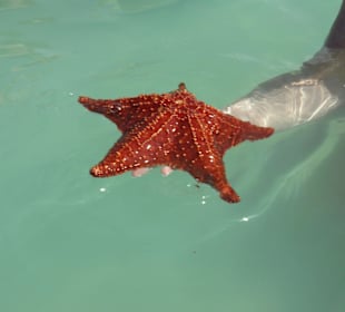 Piscina Natural- Seestern