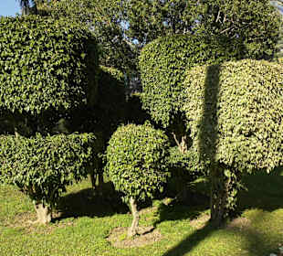 Wurden die Bäume schön "frisiert"