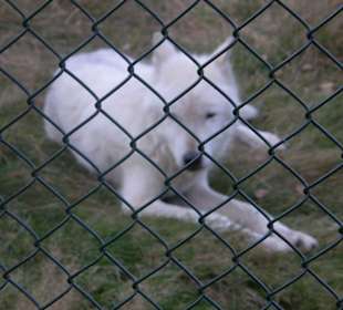 Hochwildschutzpark: weißer Wolf