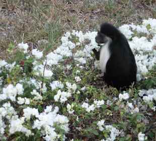 Safari African Bush & Beach Adventures Ltd