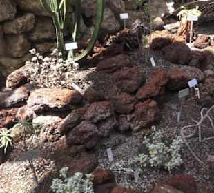 Botanischer Garten der Universität Zürich