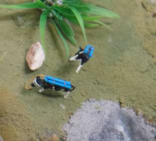 Tauchene Kühe mit Sauerstoffflaschen