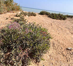 Inseln Hamata