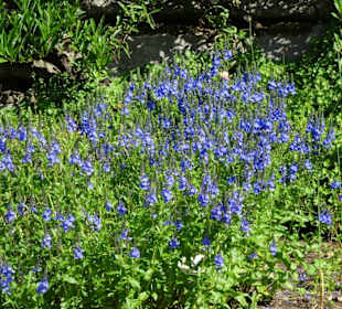 Spaziergang durch den Botanischen Garten Bremen