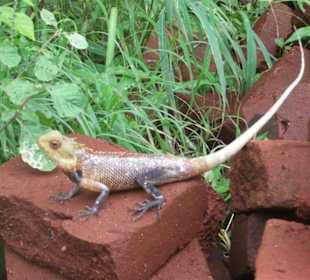 Die ersten Stufen in Sigiriya sind geschafft - Geführte Tour
