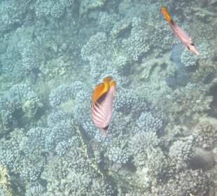 Fisch am Tulip Resort