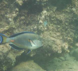 Arabischer Doktorfisch