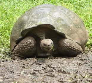 Riesenschildkröten in freier Natur