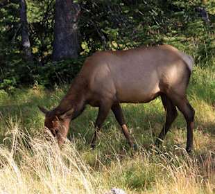 Hirsch fast auf dem Hotelgelände