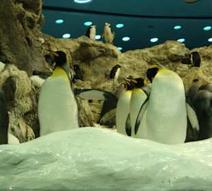 Pinguine