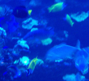 Palma Aquarium