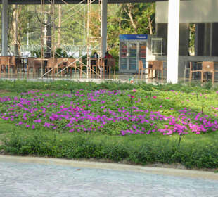 Blumenfelder und dahinter ein Shop