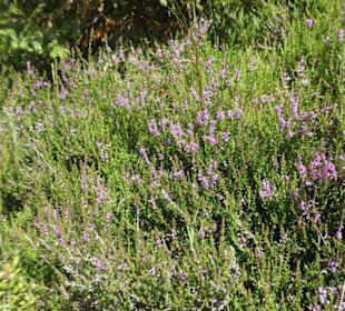 Bei unserer Wanderung zum / am Kleinen Arber