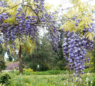 Palheiro Gardens