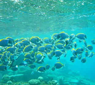 Riesiger Schwarm Weisskehl-Doktorfische