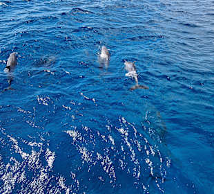 Delfin Tour Makadi Bay