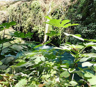 Kleiner Fall im dichten Grün
